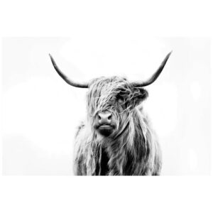 portrait of a highland cow dorit fuhg